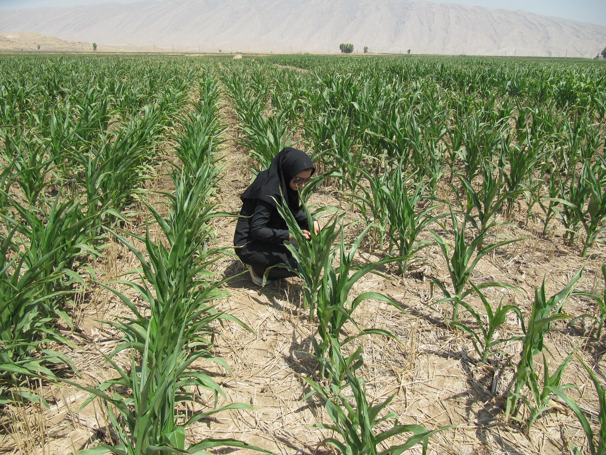 برداشت ذرت دانه ای در شهرستان پلدختر