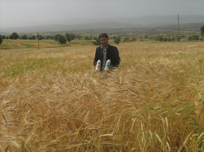 برداشت بسارعالی جودیم(2برابر عرف منطقه) در روستای هرفته شهرستان چگنی لرستان